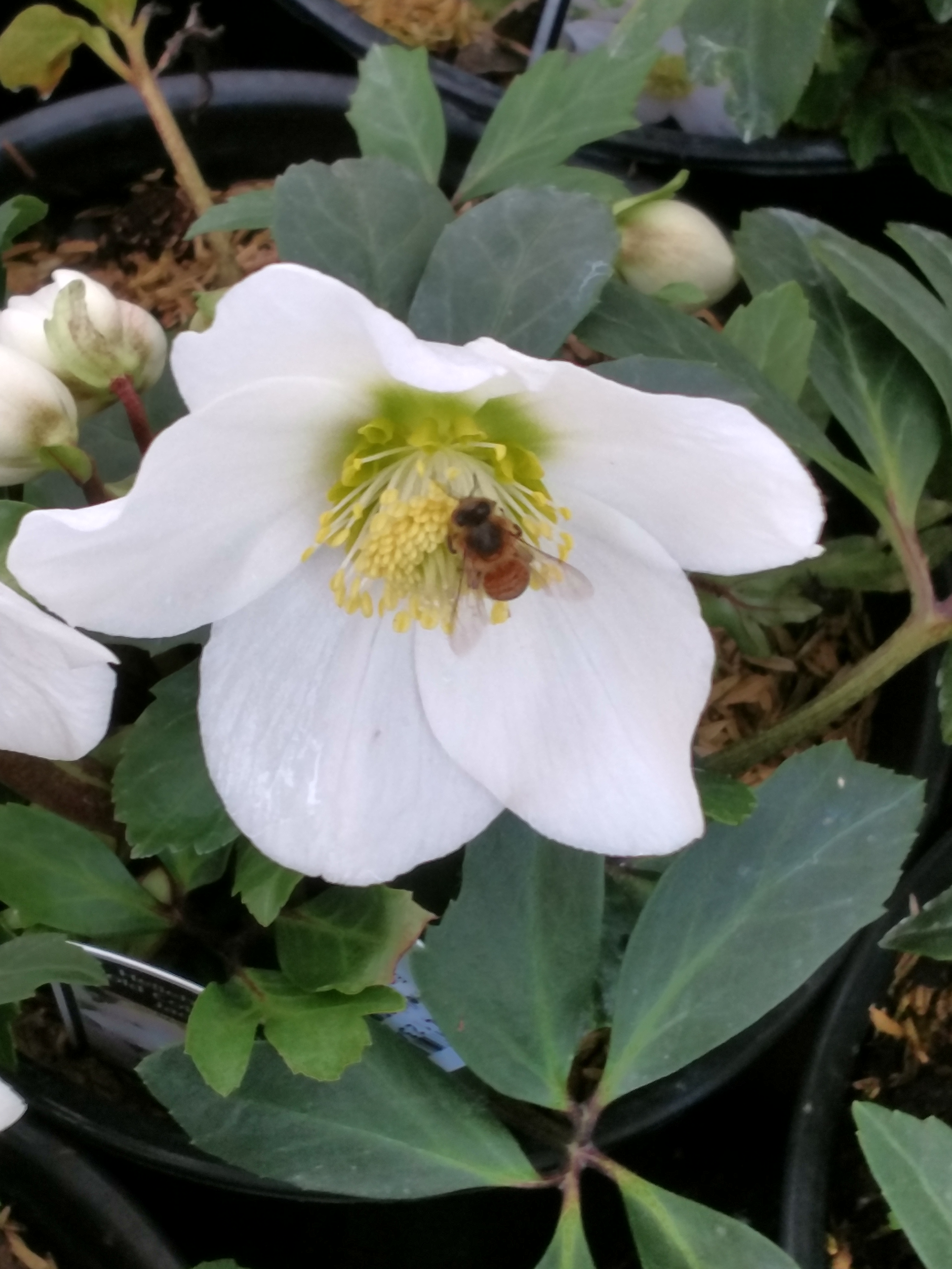 Hellebore w/ bee